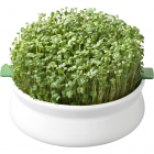 Vas pentru Germinare Seminte Mucilaginoase