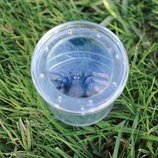 Oferte la Experiment GeoSafariÂ® Borcan Pentru Observarea Insectelor