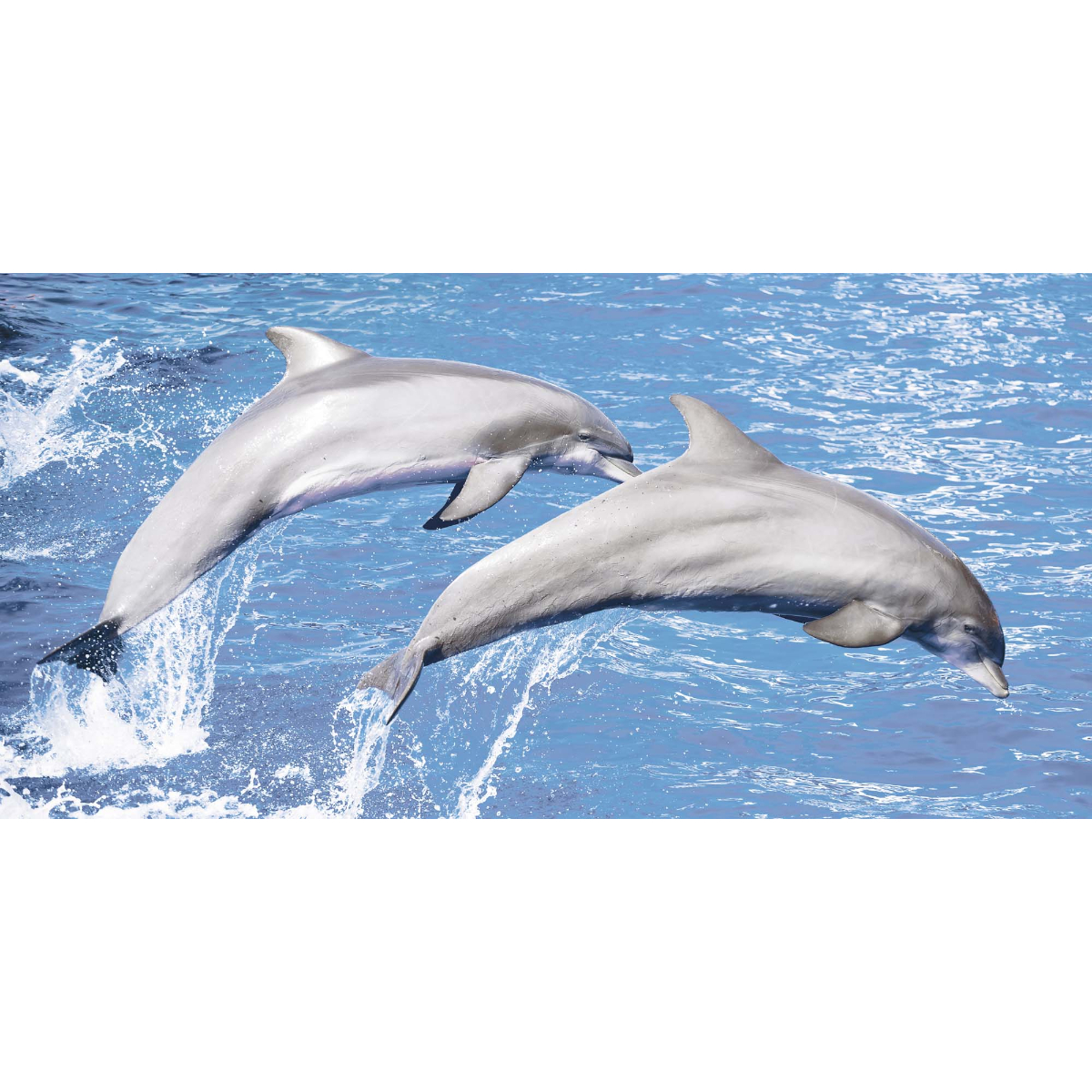 Oferte la Set 4 placi faianta decorativa Kai Dolphins, finisaj lucios, decor delfini, 60 x 30 cm