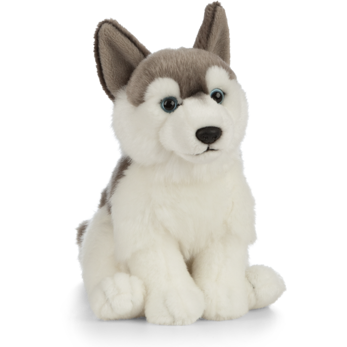 Oferte la Catelus de plus Husky