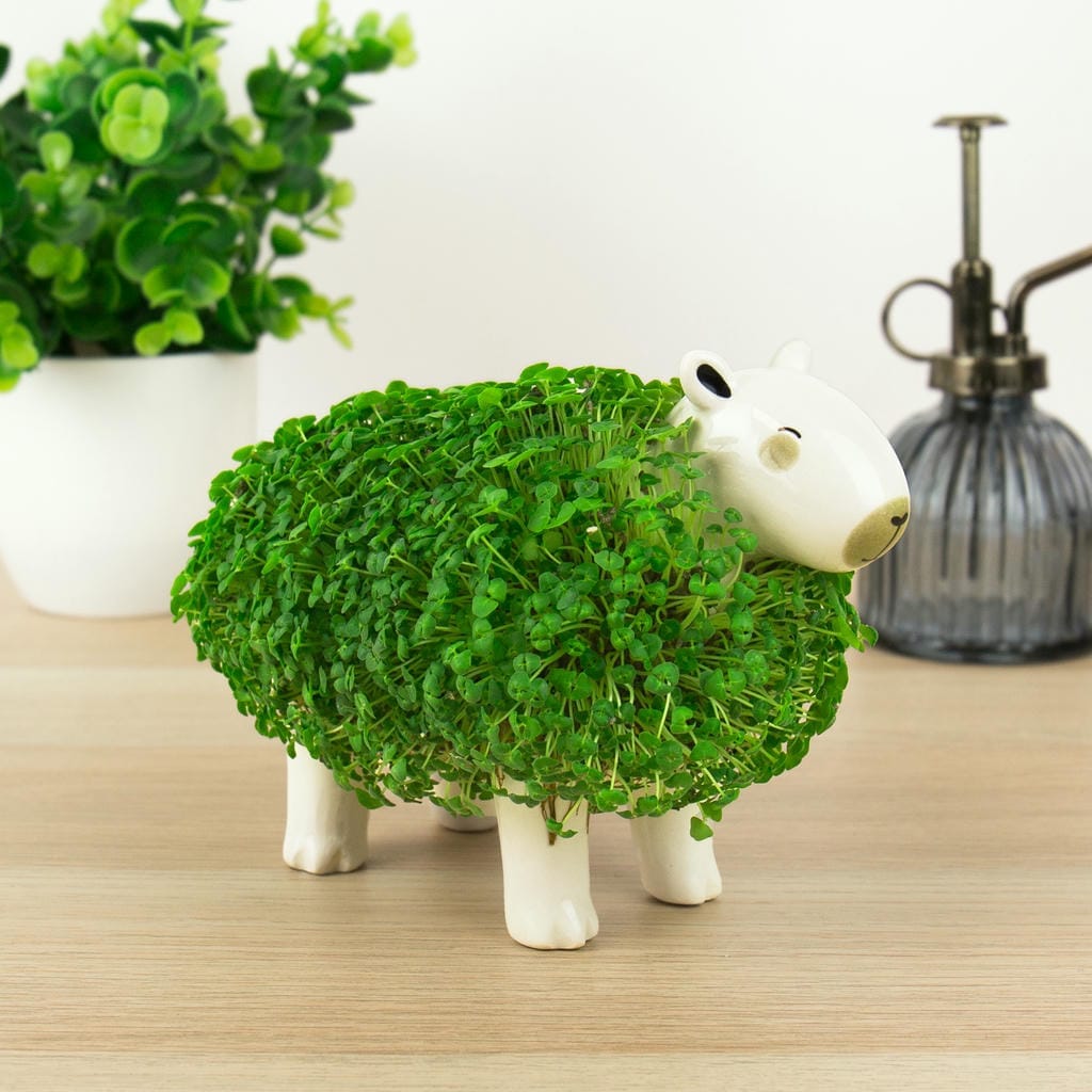 Oferte la Ghiveci Decorativ Capibara cu Semințe de Chia pentru Plantat