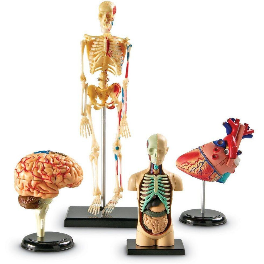 Oferte la Jucarie Anatomie